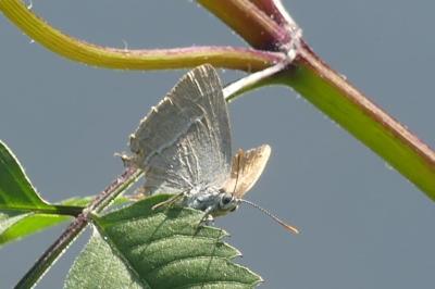 <i>Quercusia quercus</i>