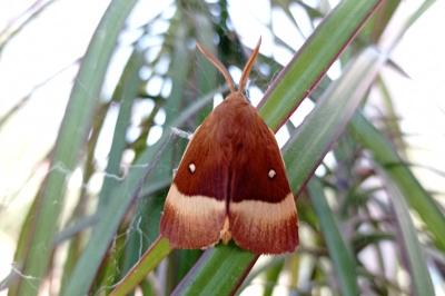 <i>Lasiocampa quercus</i>