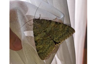 <i>Catocala elocata</i>