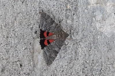<i>Catocala nupta</i>