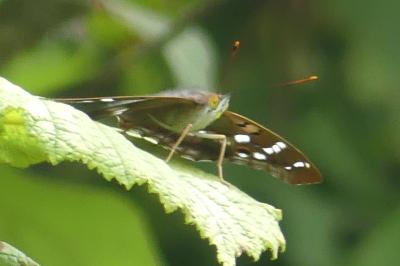 <i>Apatura ilia</i>