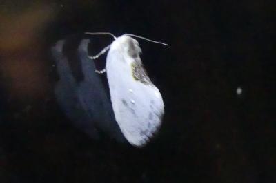 <i>Cilix glaucata/hispanica</i>