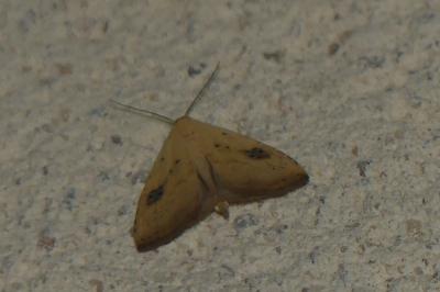 <i>Rivula sericealis</i>