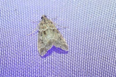 <i>Eudonia mercurella</i>