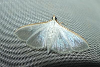 <i>Palpita vitrealis</i>
