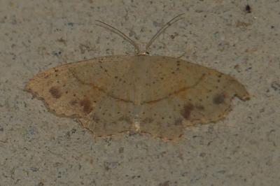 <i>Cyclophora punctaria</i>