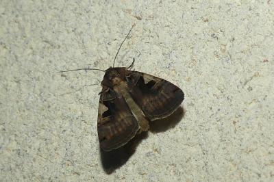 <i>Xestia c-nigrum</i>