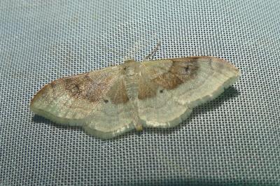 <i>Idaea degeneraria</i>