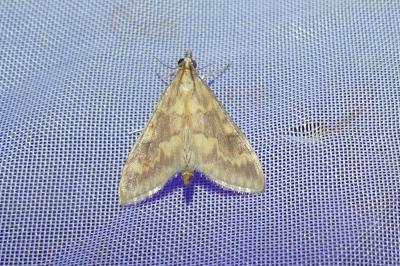 <i>Ostrinia nubilalis</i>