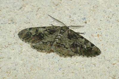 <i>Cleorodes lichenaria</i>