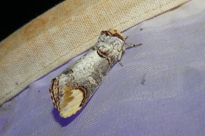 <i>Phalera bucephala</i>