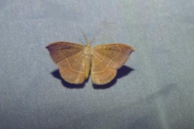 <i>Watsonalla binaria</i>