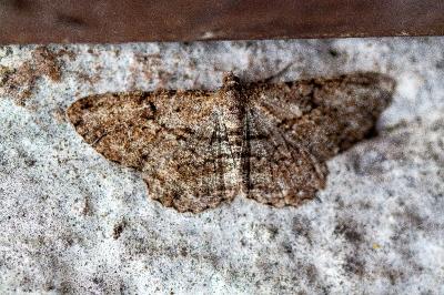 <i>Peribatodes rhomboidaria</i>