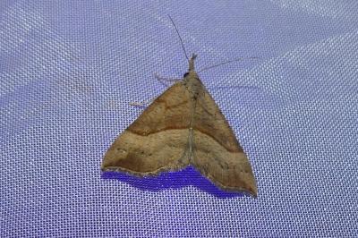 <i>Hypena proboscidalis</i>