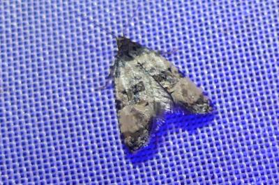 <i>Cochylis atricapitana</i>