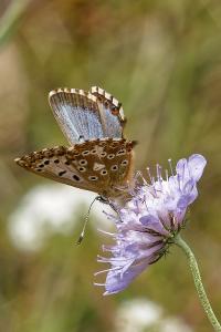 <i>Lysandra bellargus</i>