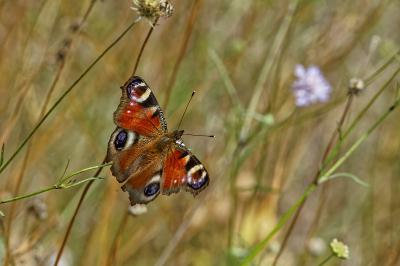 <i>Aglais io</i>