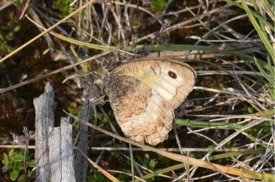 <i>Arethusana arethusa</i>