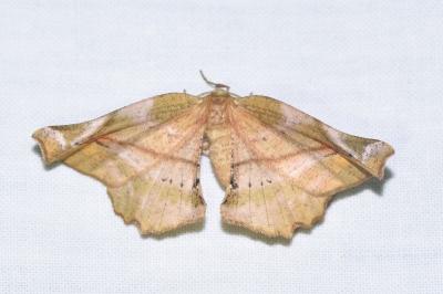 <i>Apeira syringaria</i>