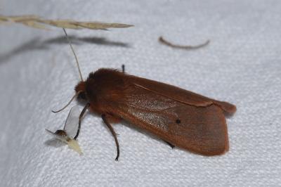<i>Phragmatobia fuliginosa</i>