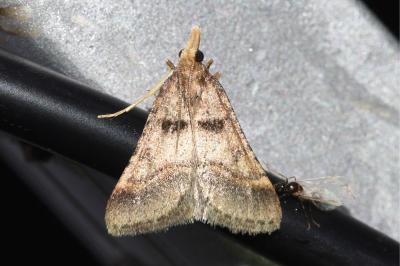 <i>Stemmatophora brunnealis</i>