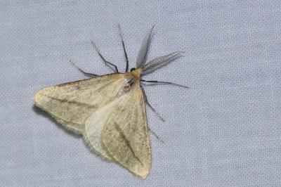 <i>Aspitates gilvaria</i>