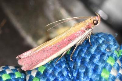 <i>Oncocera semirubella</i>