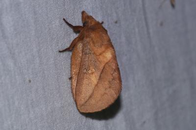 <i>Euthrix potatoria</i>