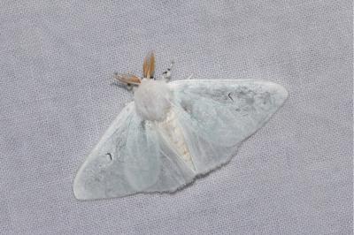 <i>Arctornis l-nigrum</i>