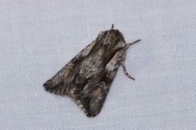 <i>Chloantha hyperici</i>