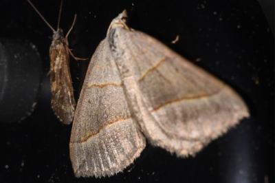 <i>Scotopteryx</i>