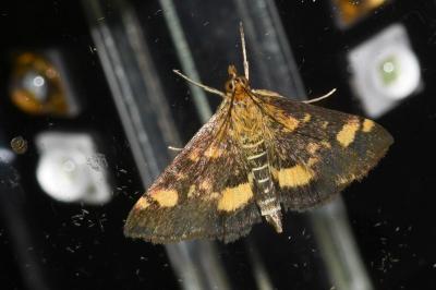 <i>Pyrausta aurata</i>