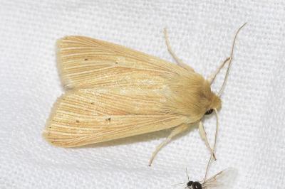 <i>Mythimna pallens</i>