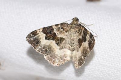 <i>Epirrhoe rivata</i>