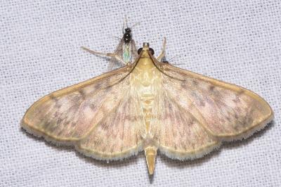<i>Patania ruralis</i>