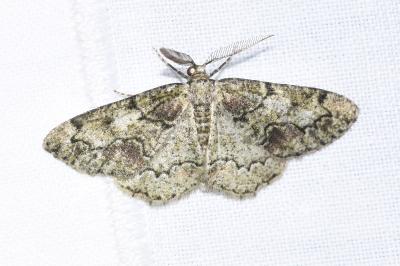 <i>Cleorodes lichenaria</i>