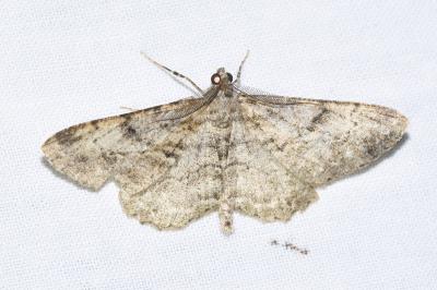 <i>Peribatodes rhomboidaria</i>
