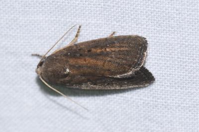 <i>Proxenus hospes</i>
