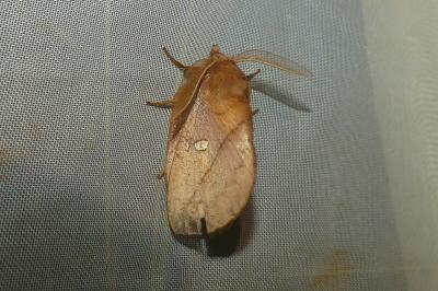 <i>Euthrix potatoria</i>