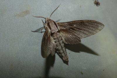 <i>Hyloicus pinastri</i>