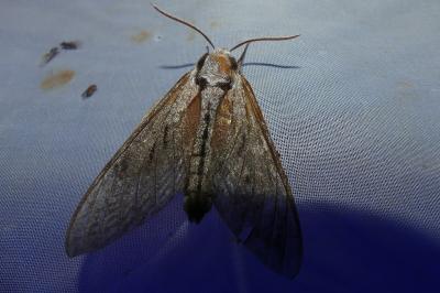 <i>Hyloicus pinastri</i>