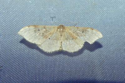 <i>Idaea degeneraria</i>