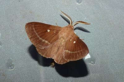 <i>Lasiocampa trifolii</i>