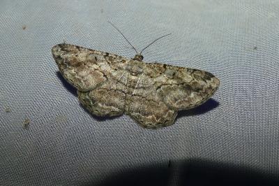 <i>Peribatodes rhomboidaria</i>