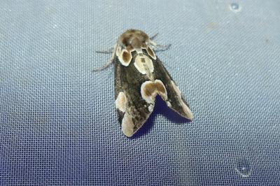 <i>Thyatira batis</i>