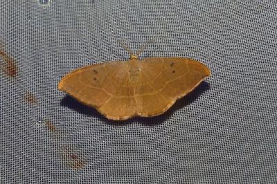 <i>Watsonalla binaria</i>