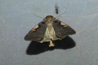 <i>Xestia c-nigrum</i>