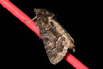 <i>Thalpophila matura</i>
