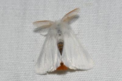 <i>Euproctis chrysorrhoea</i>