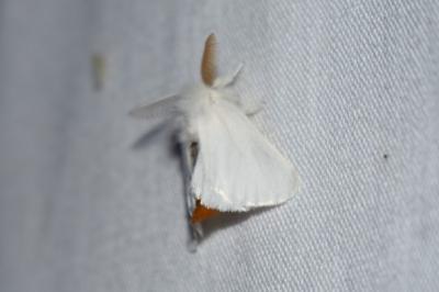 <i>Euproctis chrysorrhoea</i>